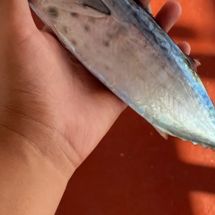 Little tunny caught on Fishbrain