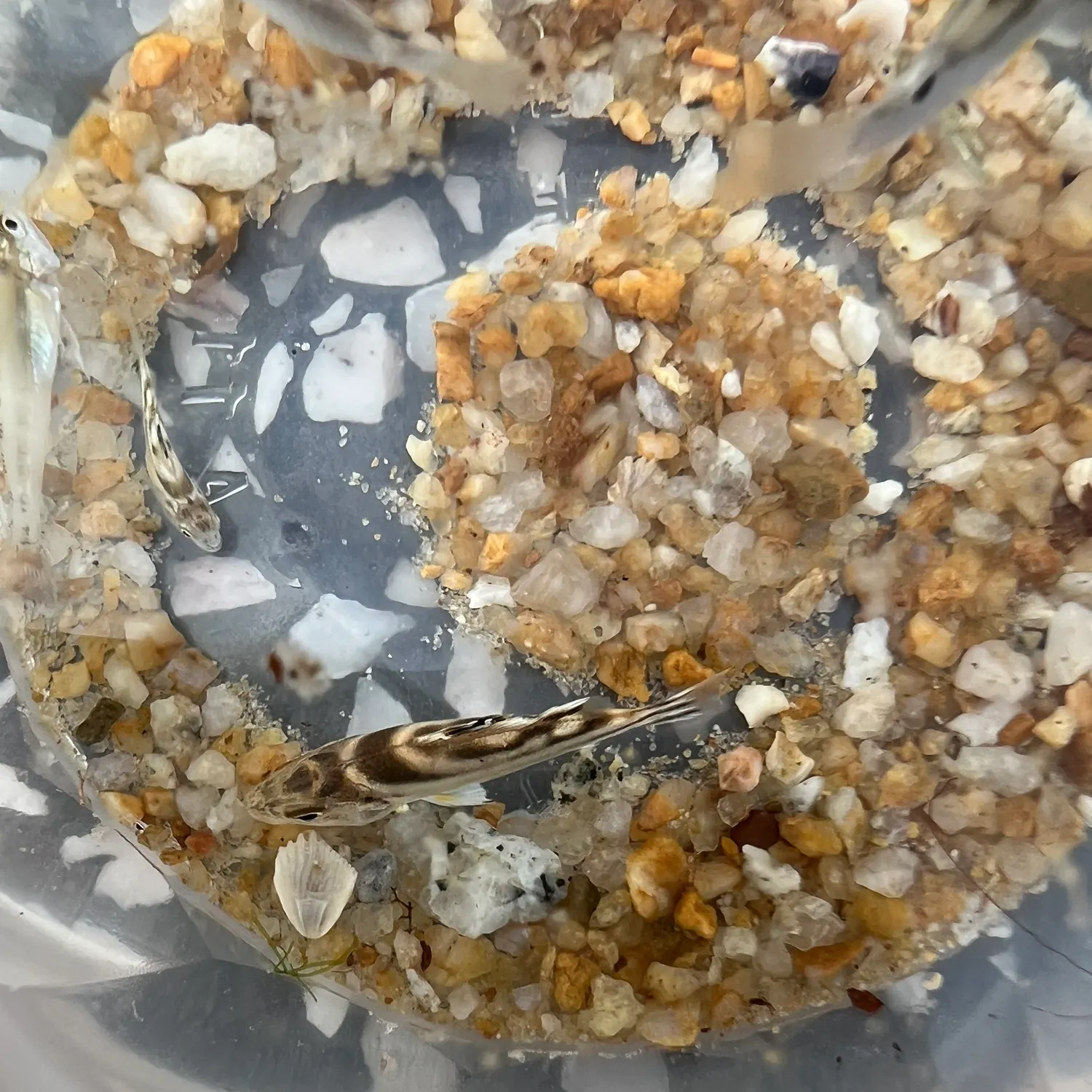 The most recent Jarbua terapon catches on Fishbrain