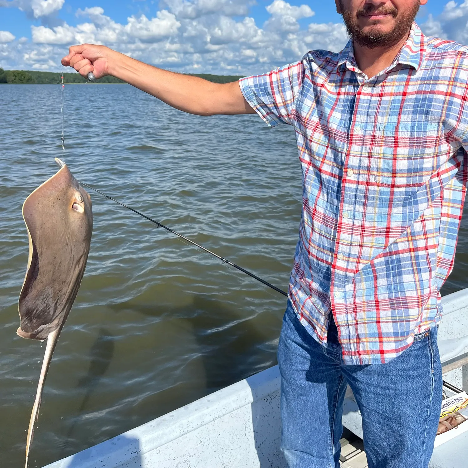 Atlantic stingray caught on Fishbrain