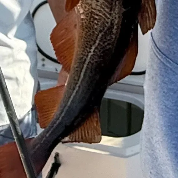 Atlantic cod caught on Fishbrain