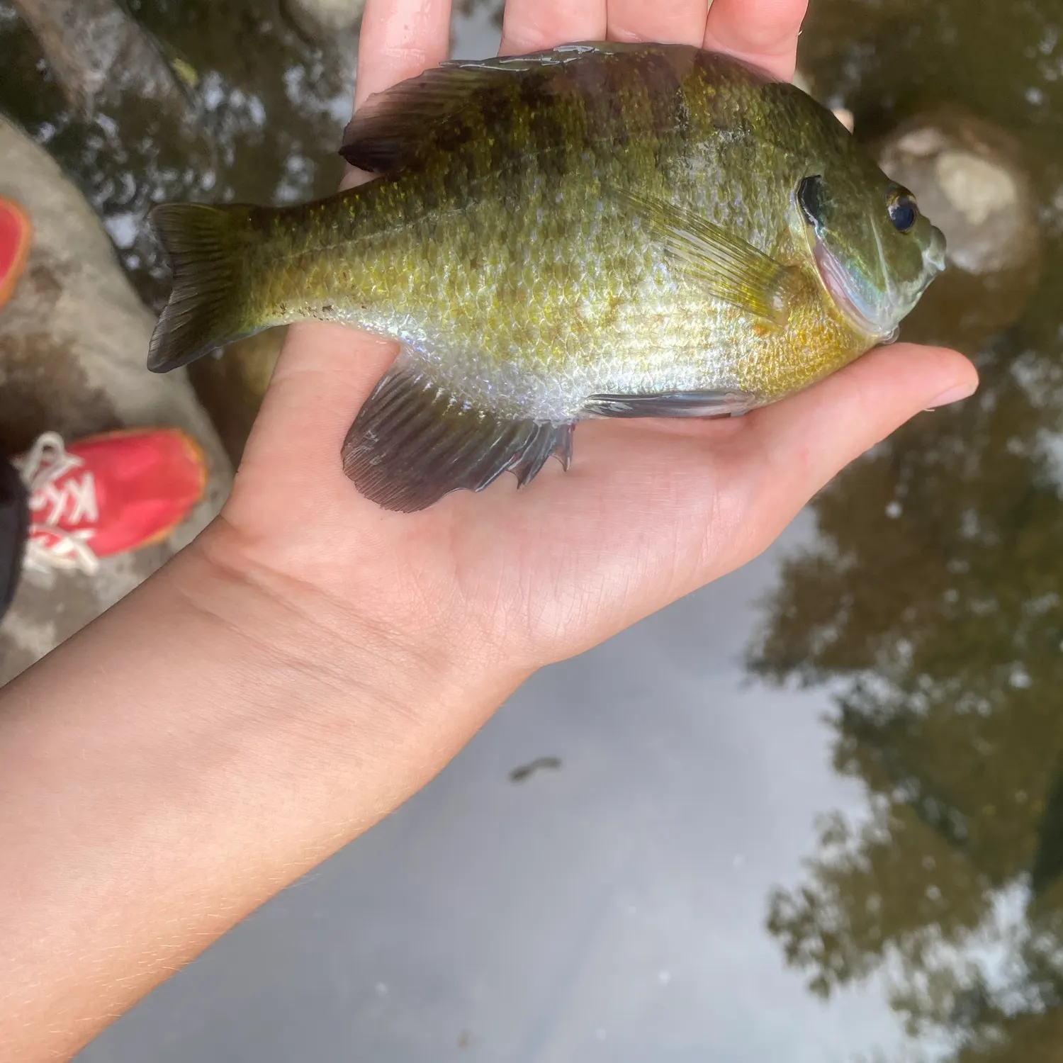 Bluegill caught on Fishbrain