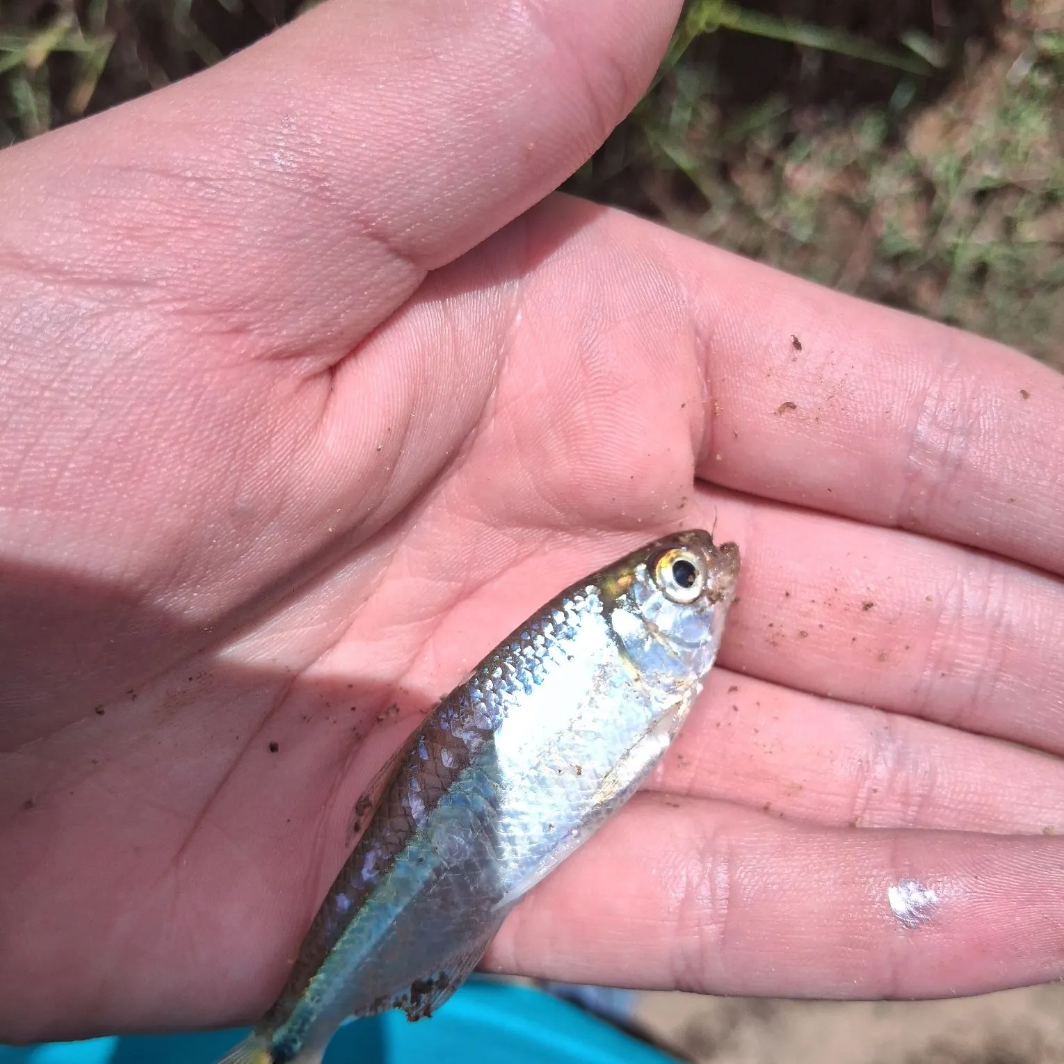 The most recent Twospot astyanax catches on Fishbrain