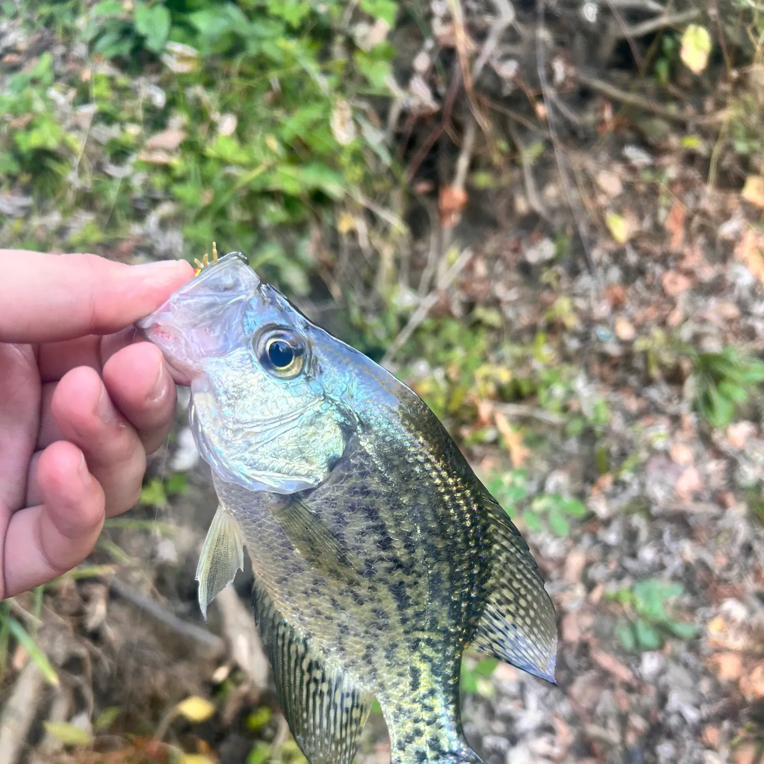 Black crappie caught on Fishbrain