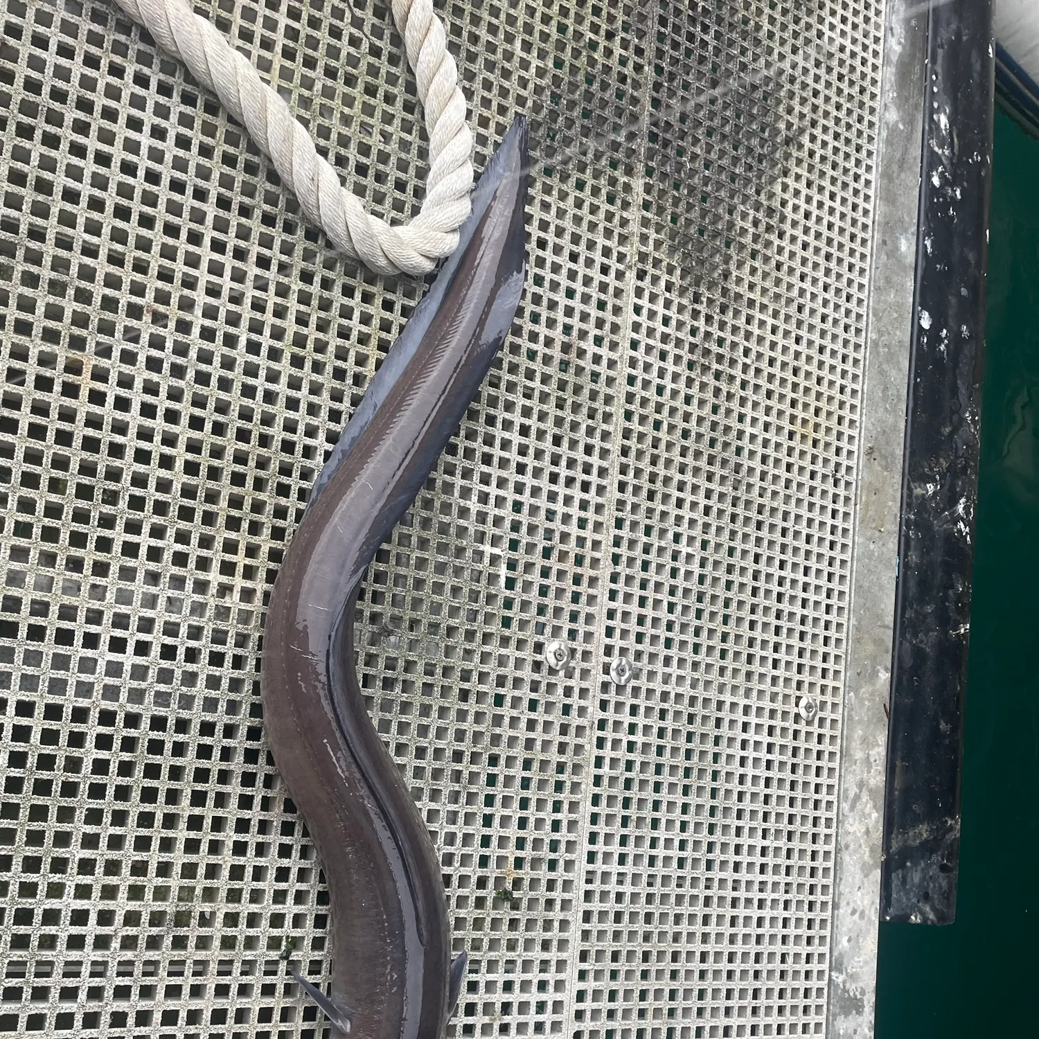 European conger caught on Fishbrain