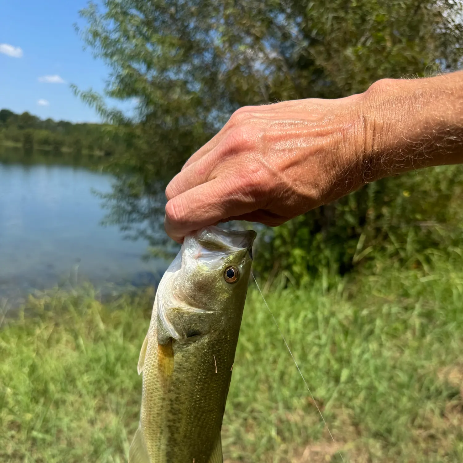 Largemouth bass caught on Fishbrain