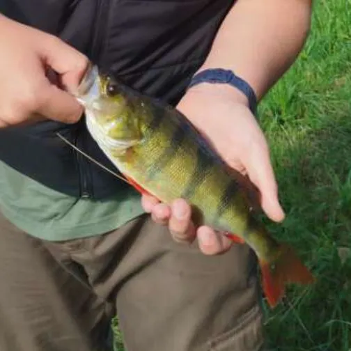 European perch caught on Fishbrain