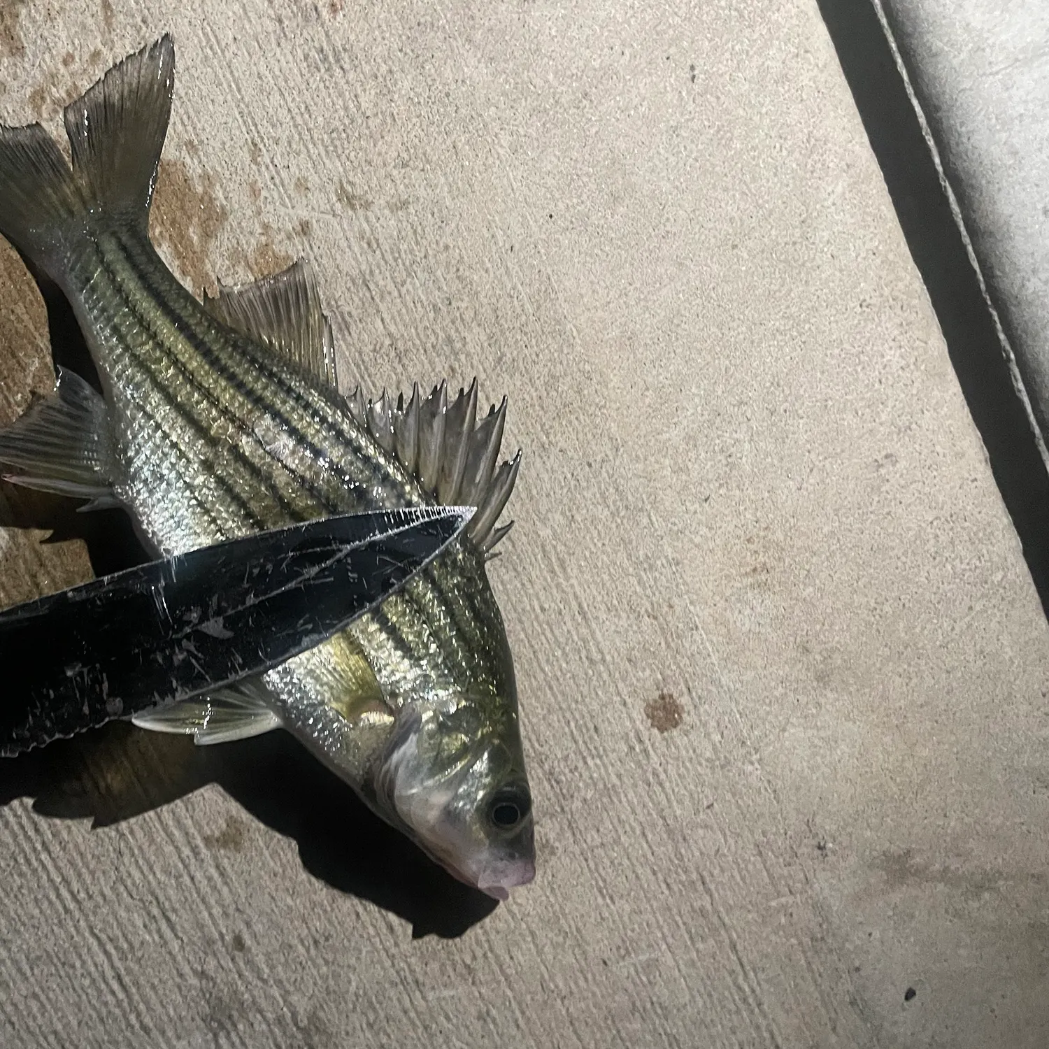 White bass caught on Fishbrain
