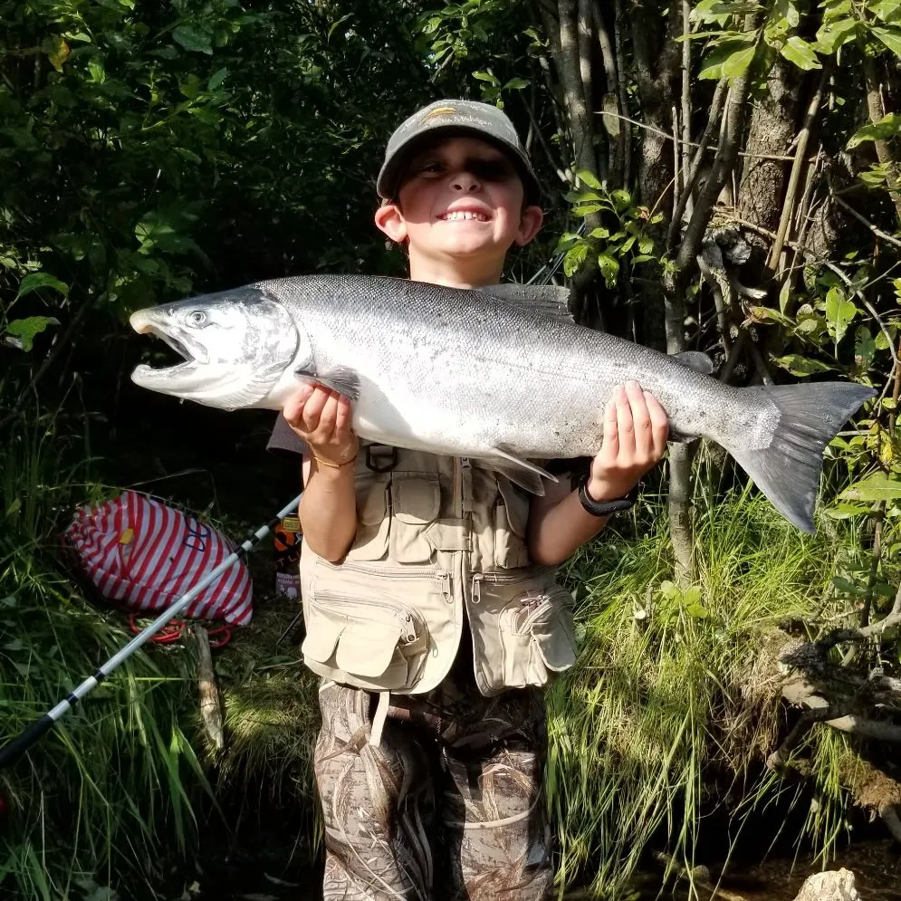 Coho salmon caught on Fishbrain