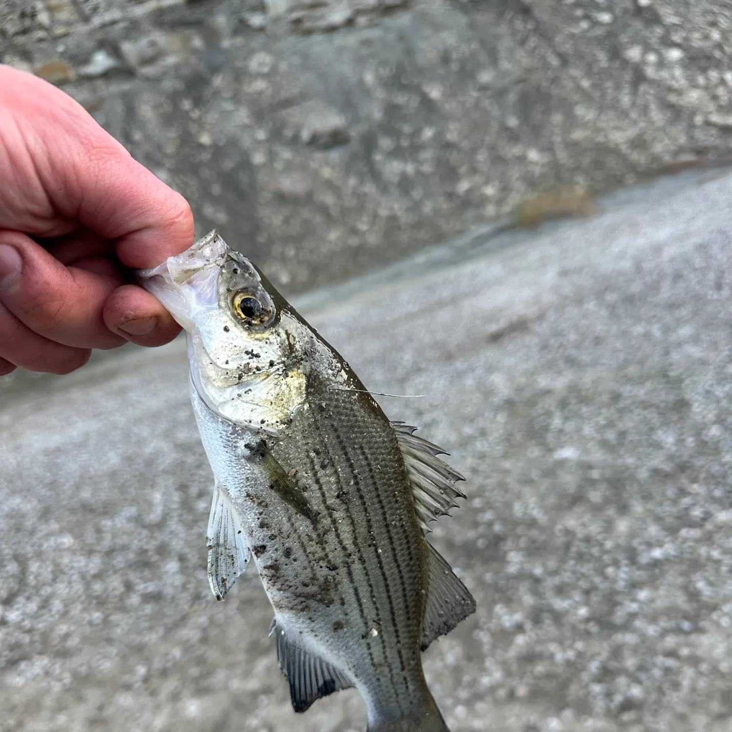 White bass caught on Fishbrain