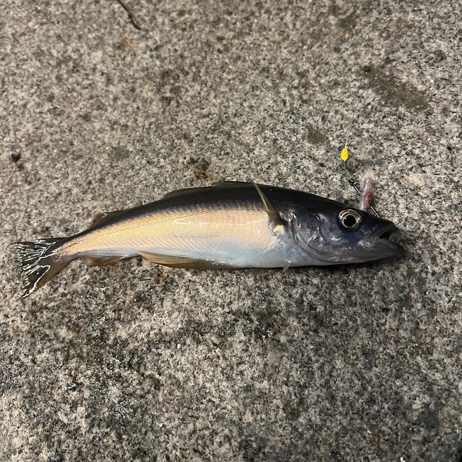 The most recent Whiting catches on Fishbrain