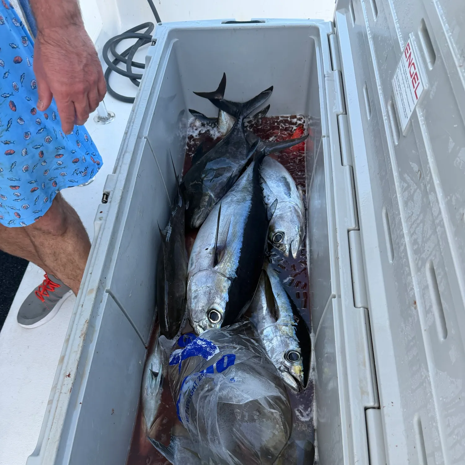 Fish caught on Fishbrain