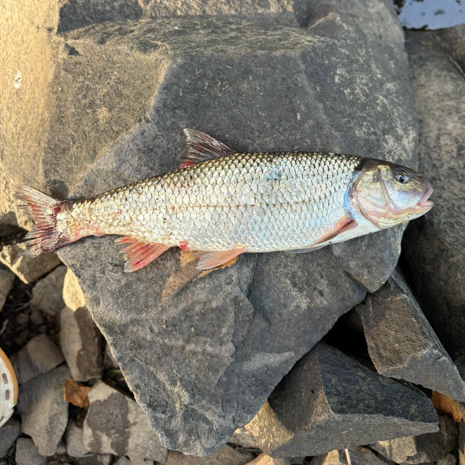 Fallfish caught on Fishbrain