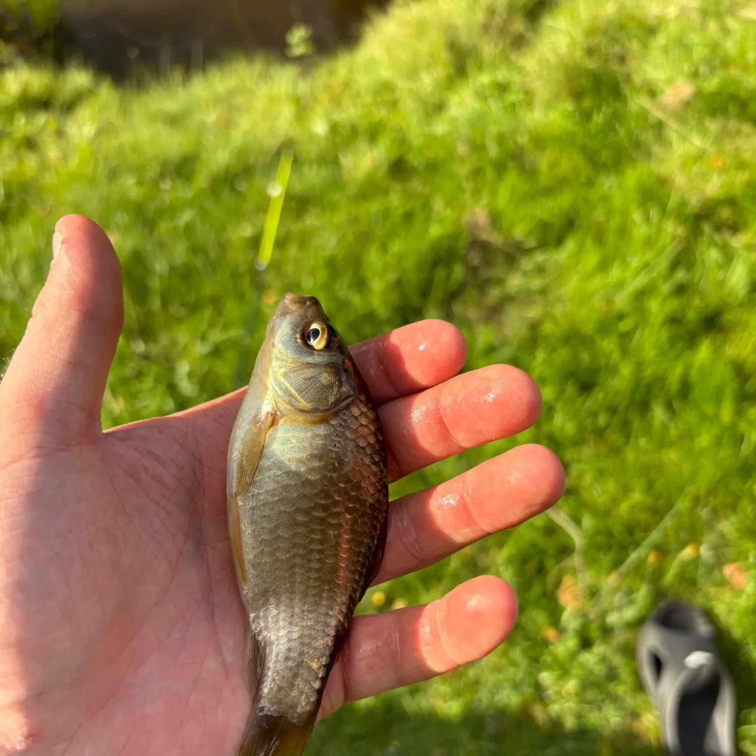 Crucian carp caught on Fishbrain