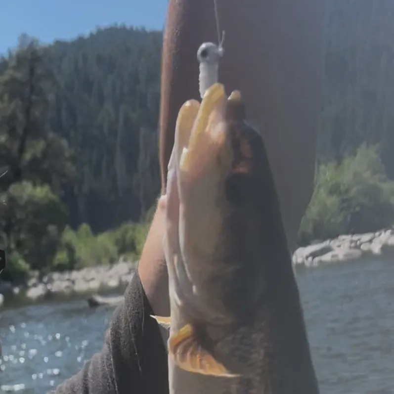 The most recent Northern pikeminnow catches on Fishbrain