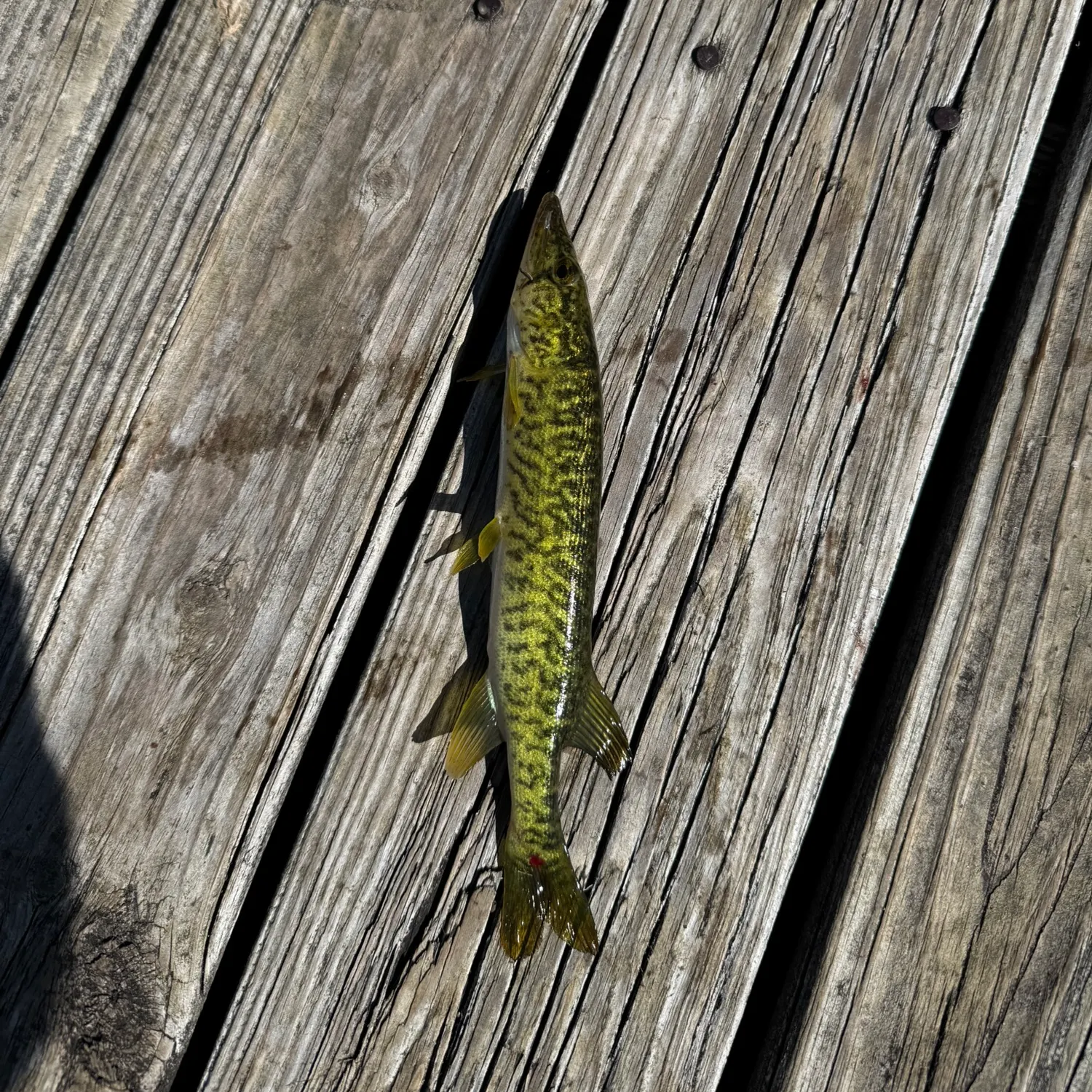 Grass pickerel caught on Fishbrain