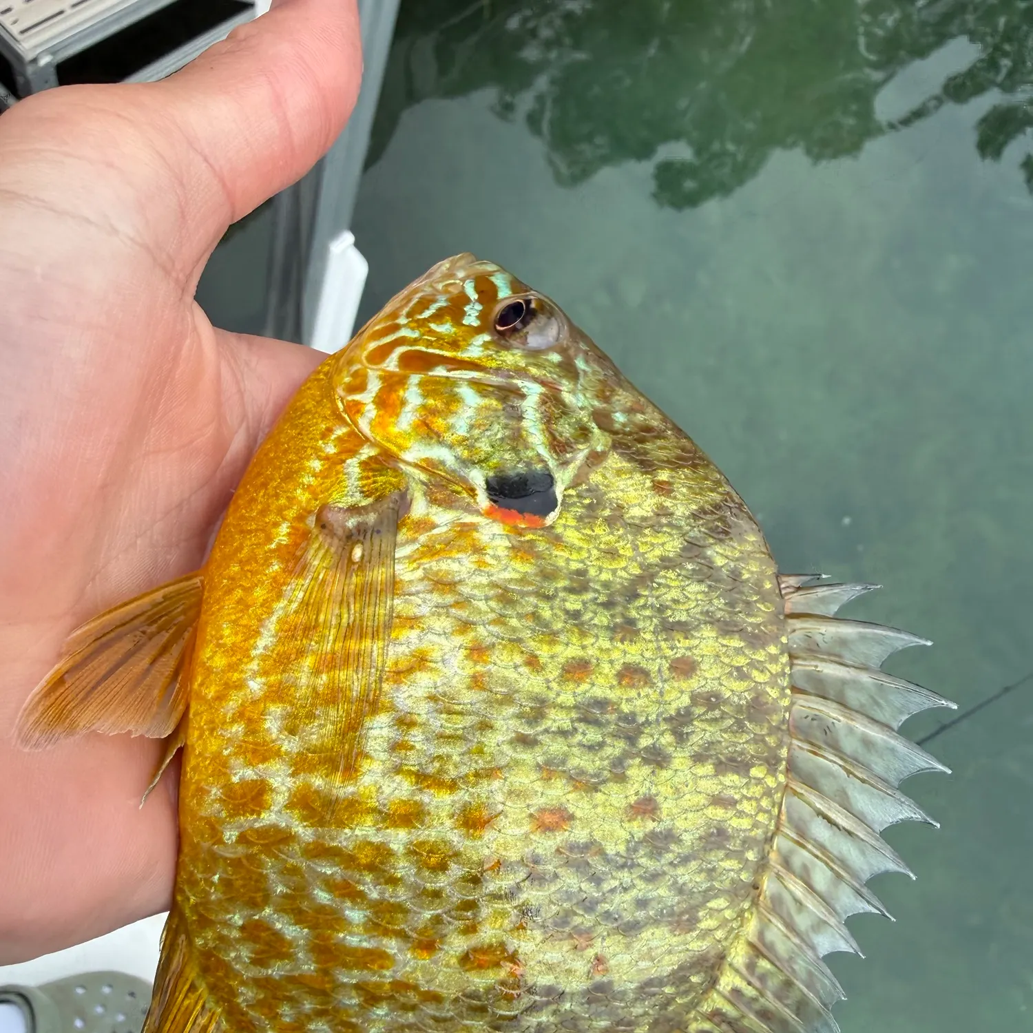 Pumpkinseed caught on Fishbrain