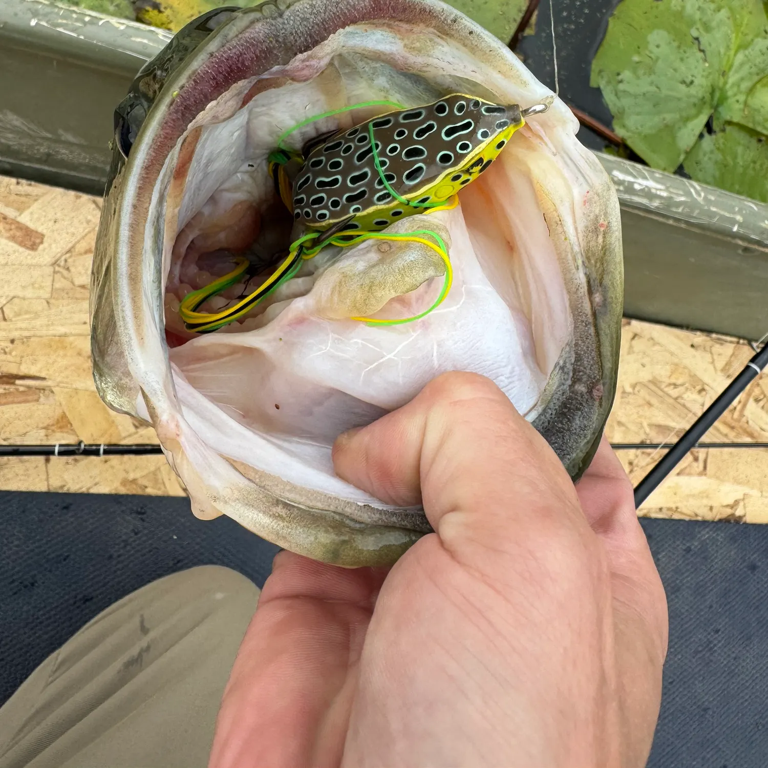 Largemouth bass caught on Fishbrain