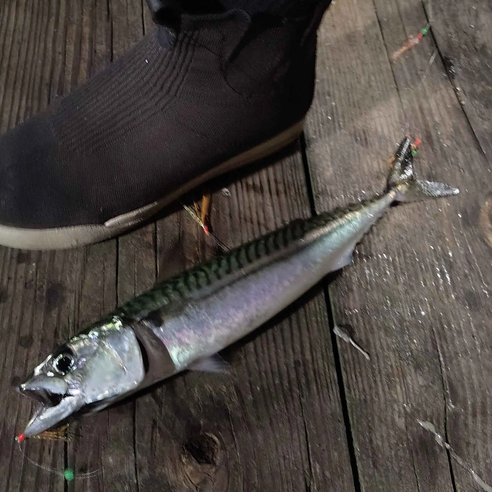 Atlantic mackerel caught on Fishbrain