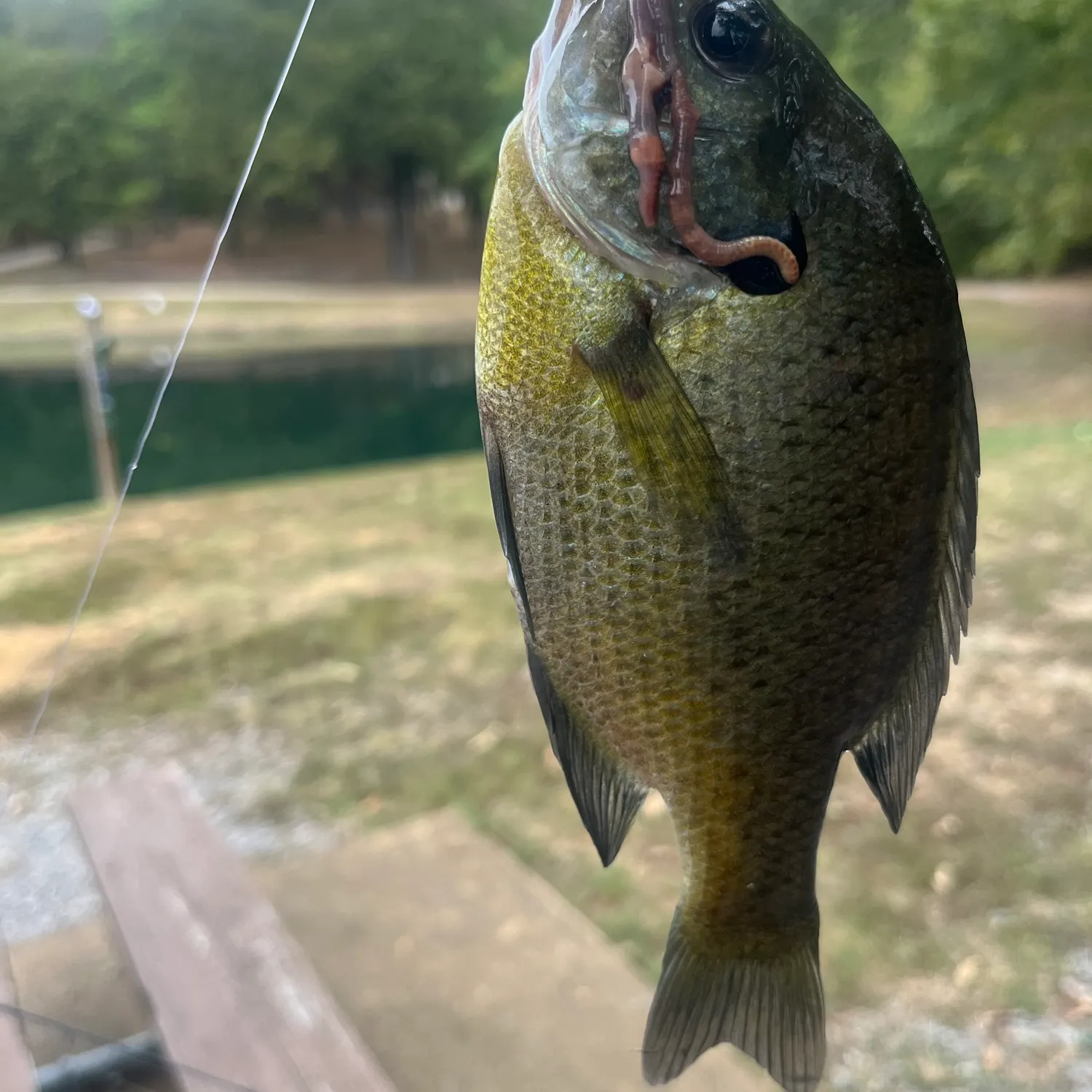 Bluegill caught on Fishbrain