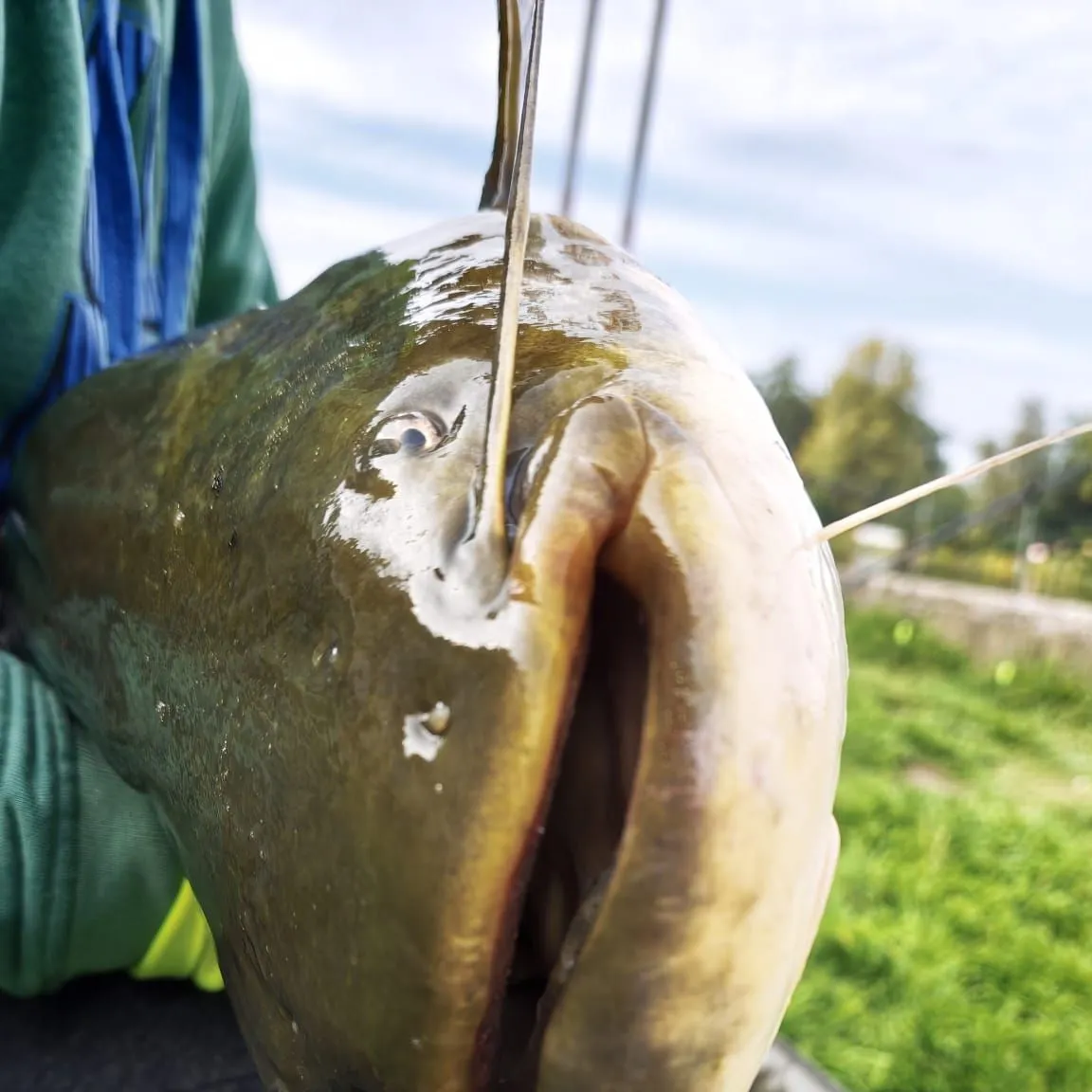 Wels catfish caught on Fishbrain