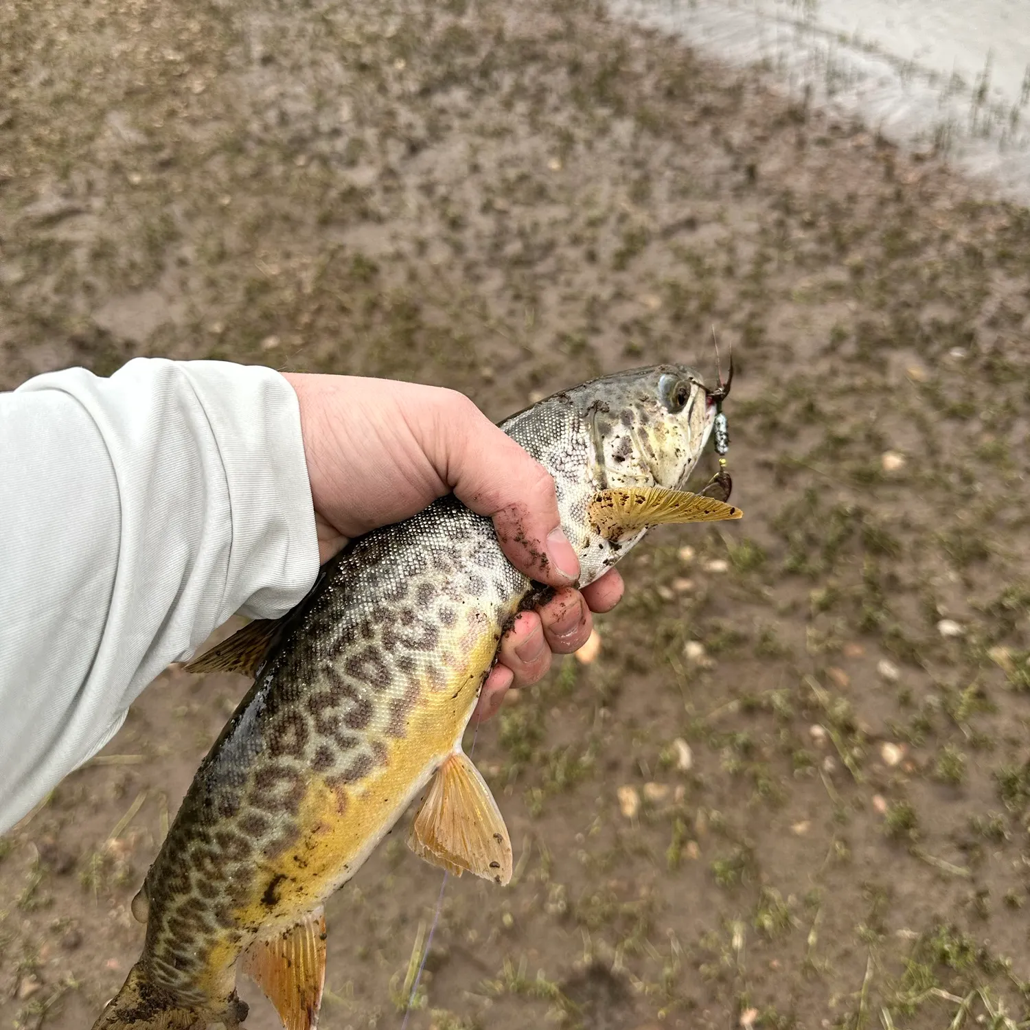 Tiger trout caught on Fishbrain