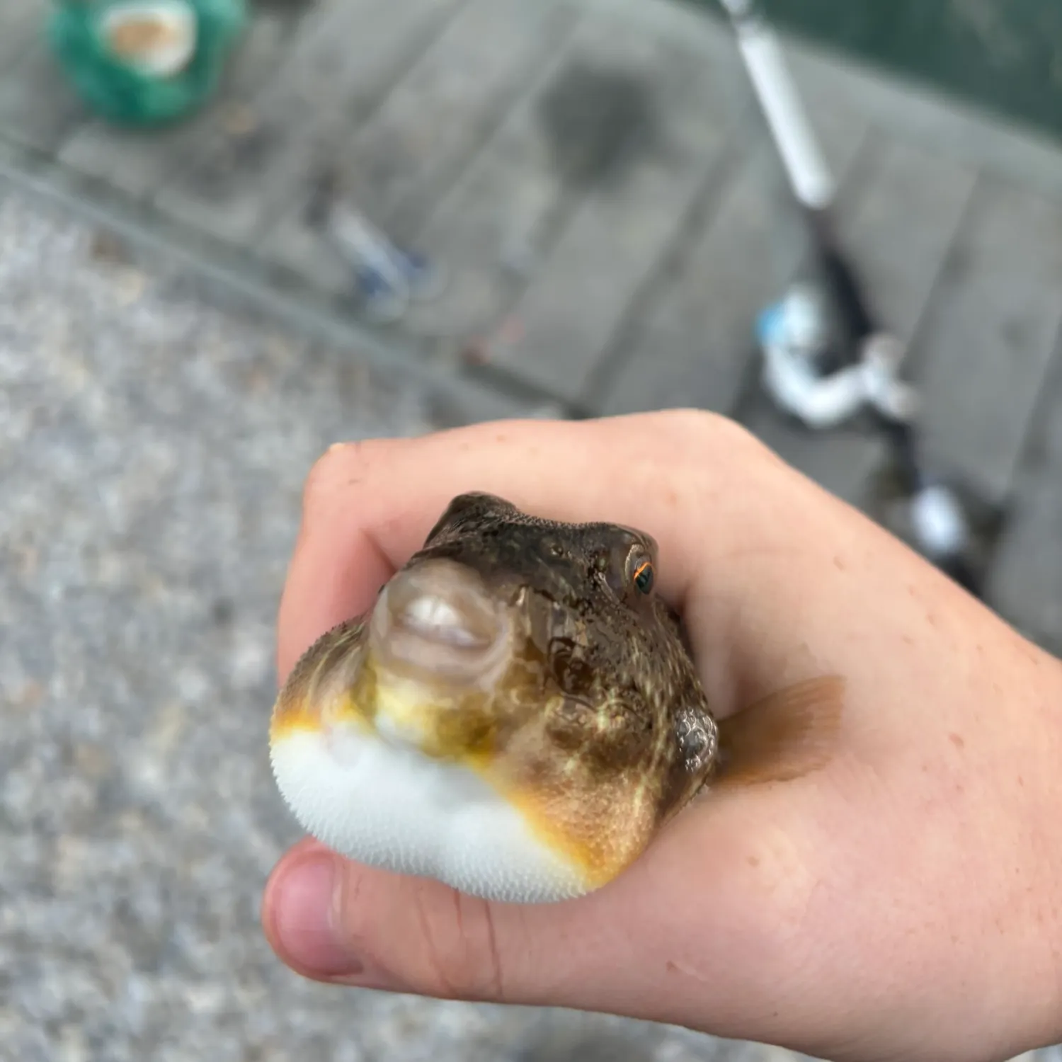 Northern puffer caught on Fishbrain