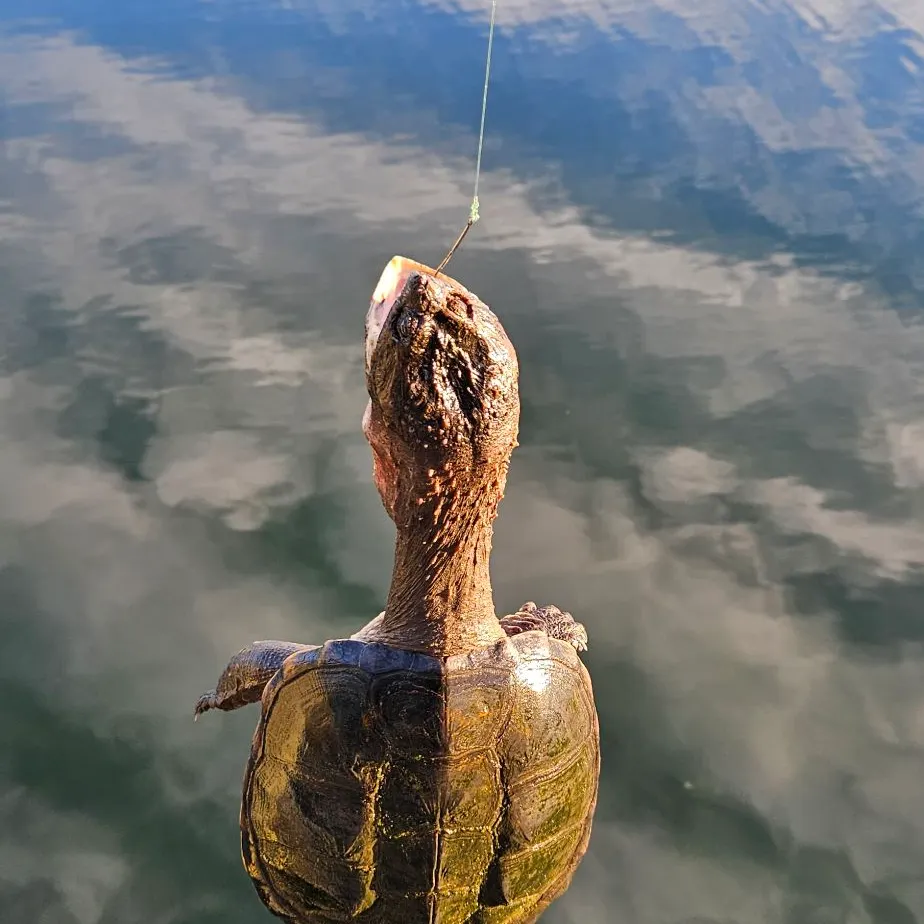 The most recent Common snapping turtle catches on Fishbrain