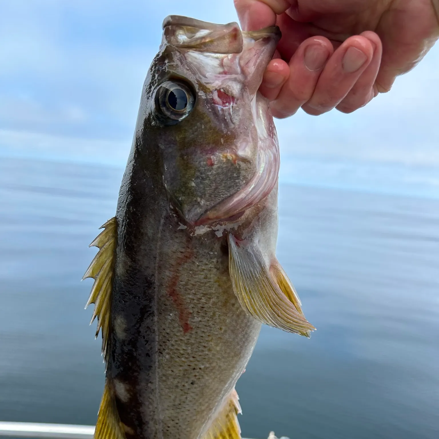 The most recent Yellowtail rockfish catches on Fishbrain