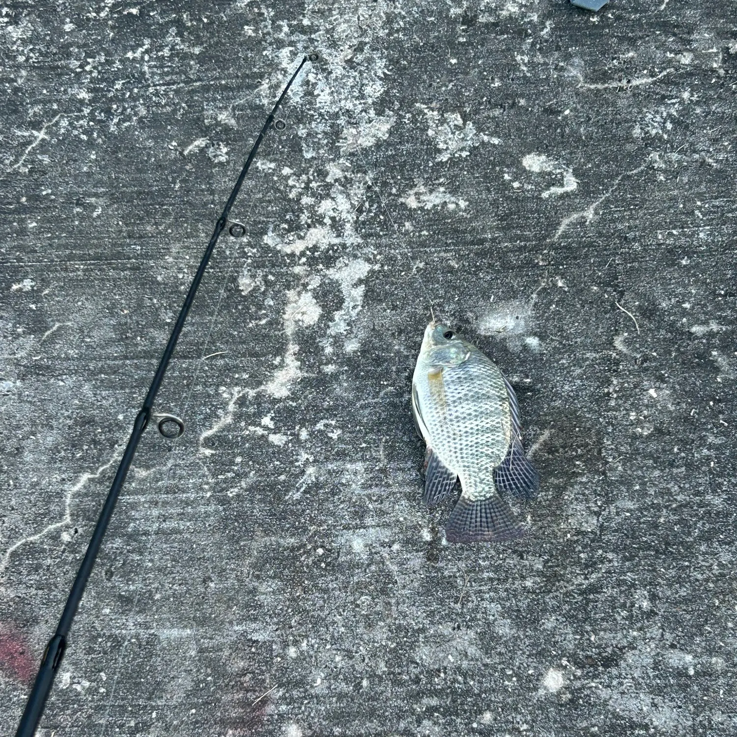 The most recent Nile tilapia catches on Fishbrain