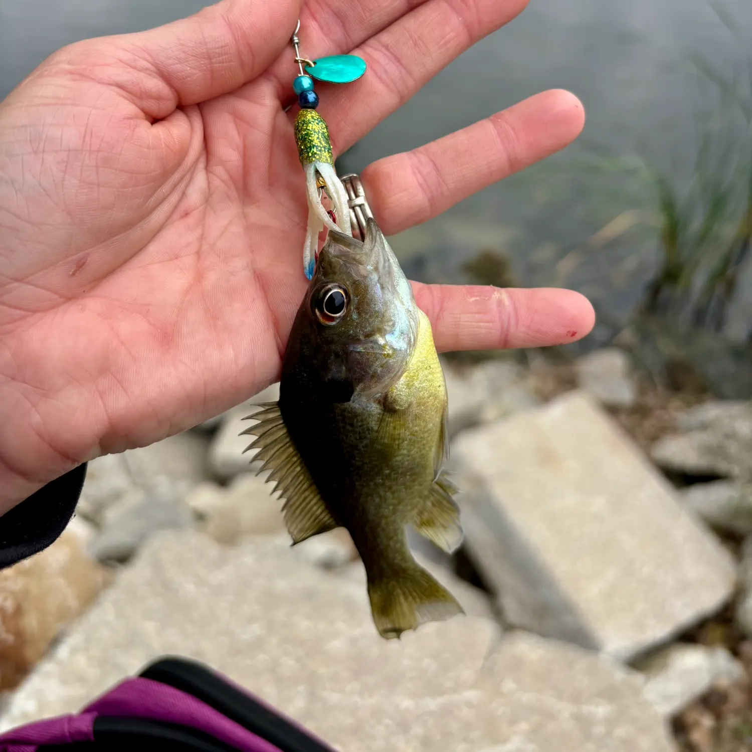 Greengill hybrid caught on Fishbrain