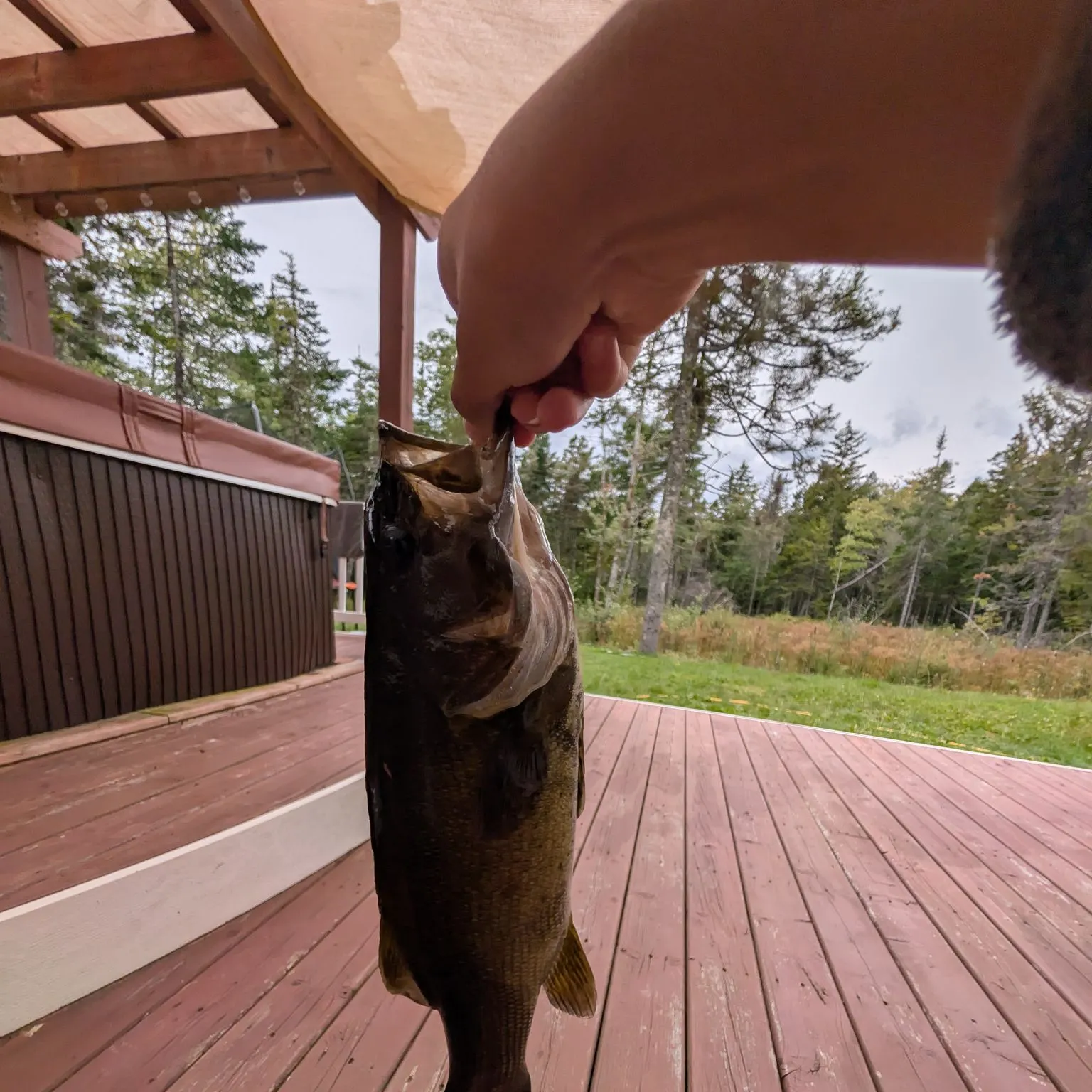 Smallmouth bass caught on Fishbrain