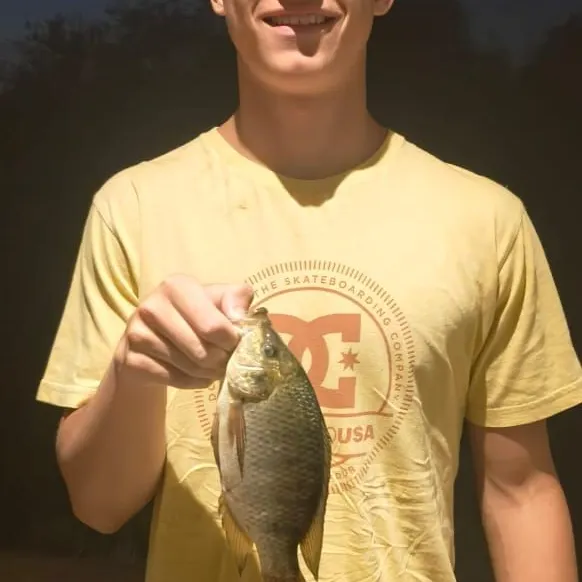 Blue tilapia caught on Fishbrain