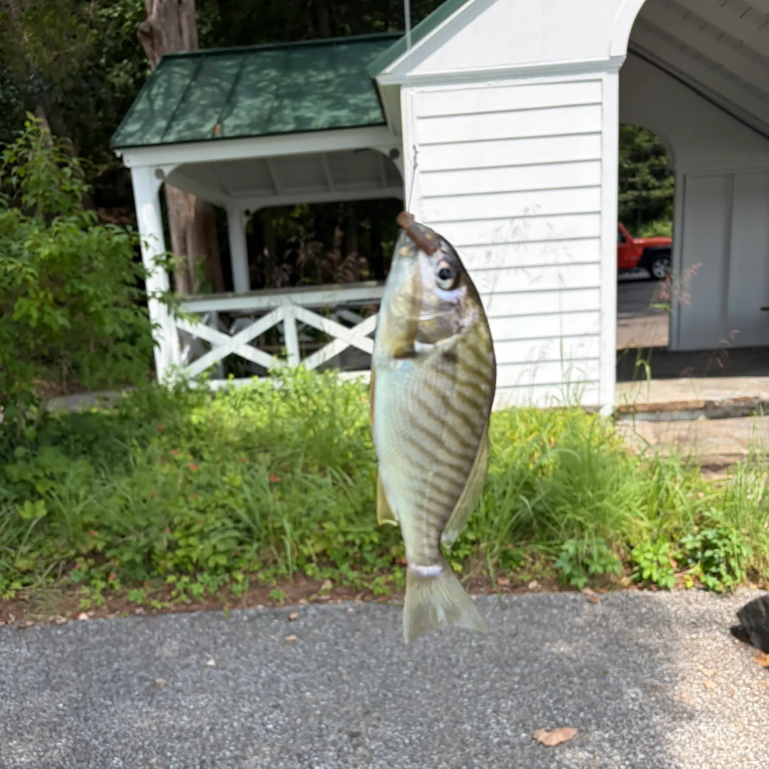 Spot croaker caught on Fishbrain