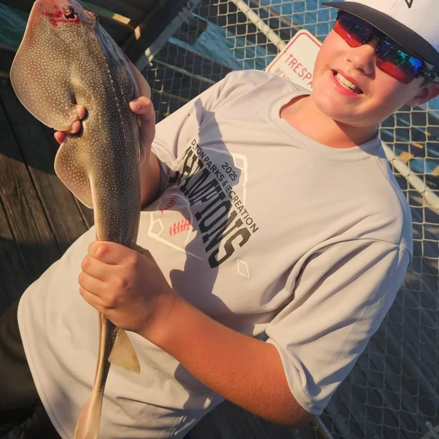 The most recent Common guitarfish catches on Fishbrain