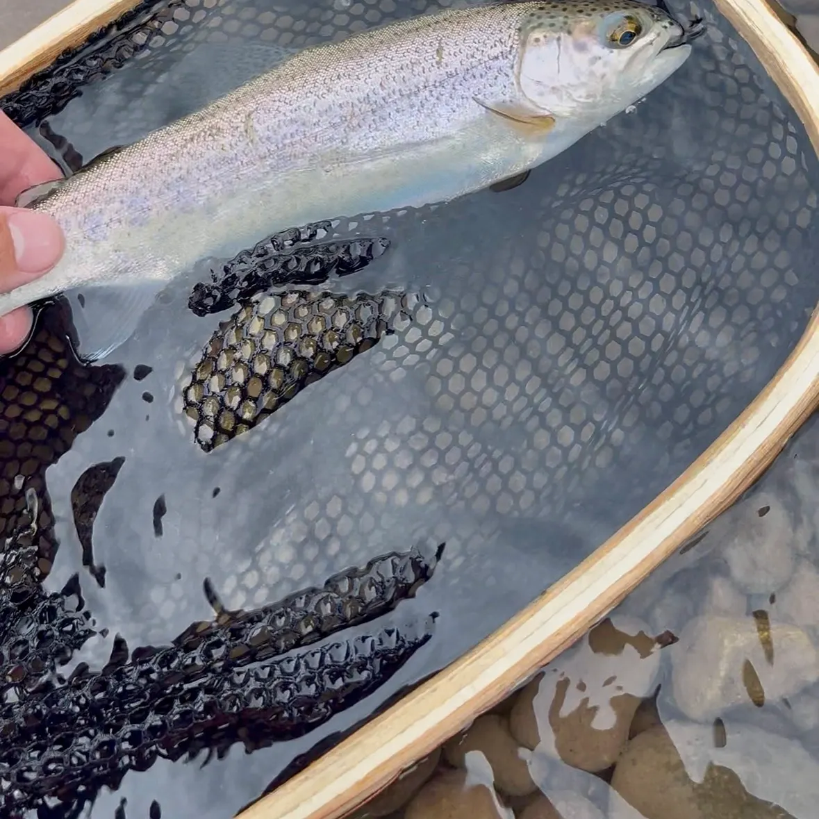 Rainbow trout caught on Fishbrain