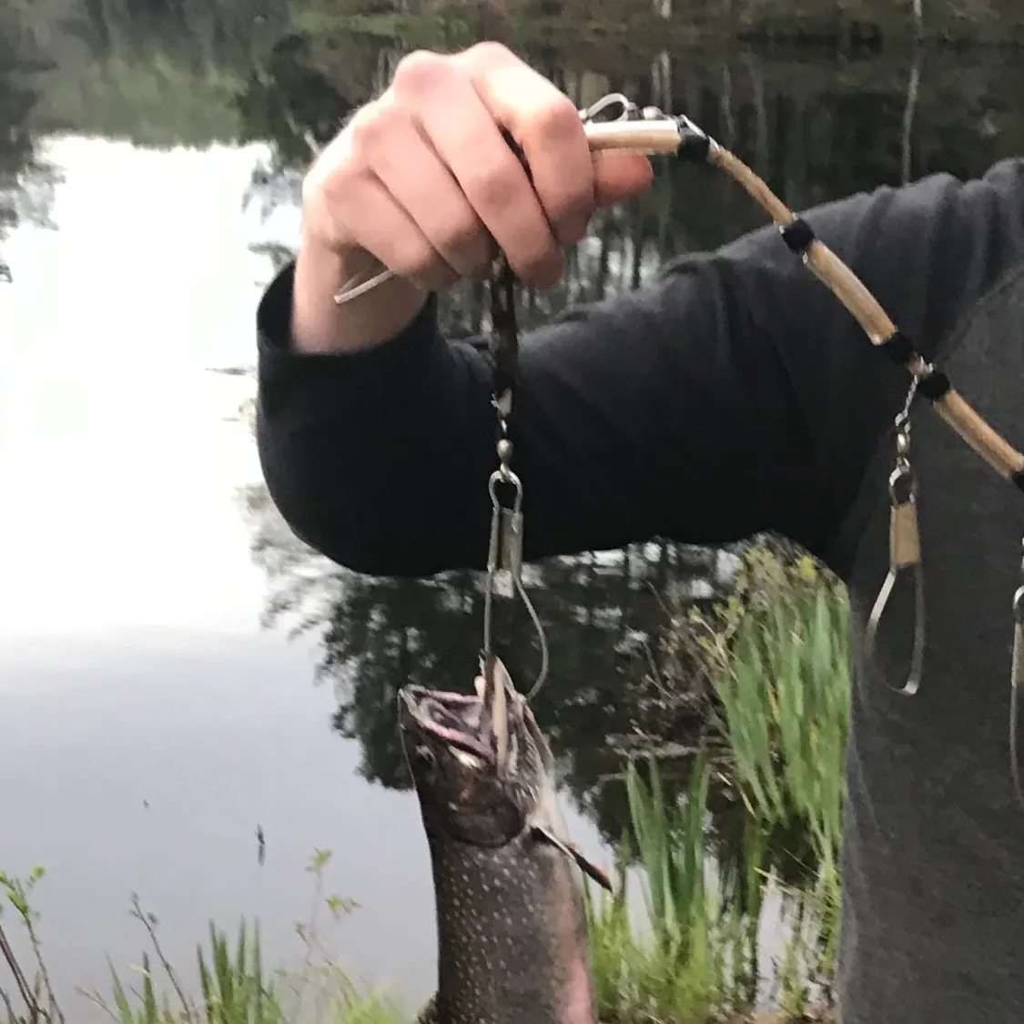 Rainbow trout caught on Fishbrain