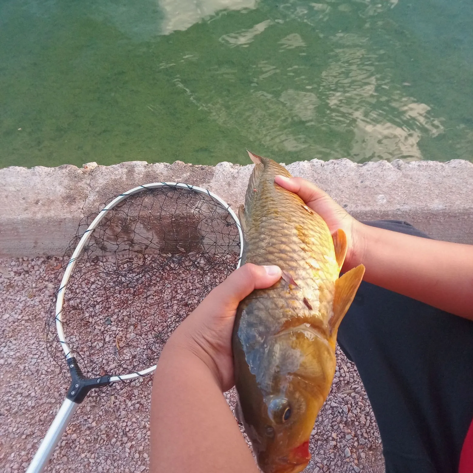 Common carp caught on Fishbrain