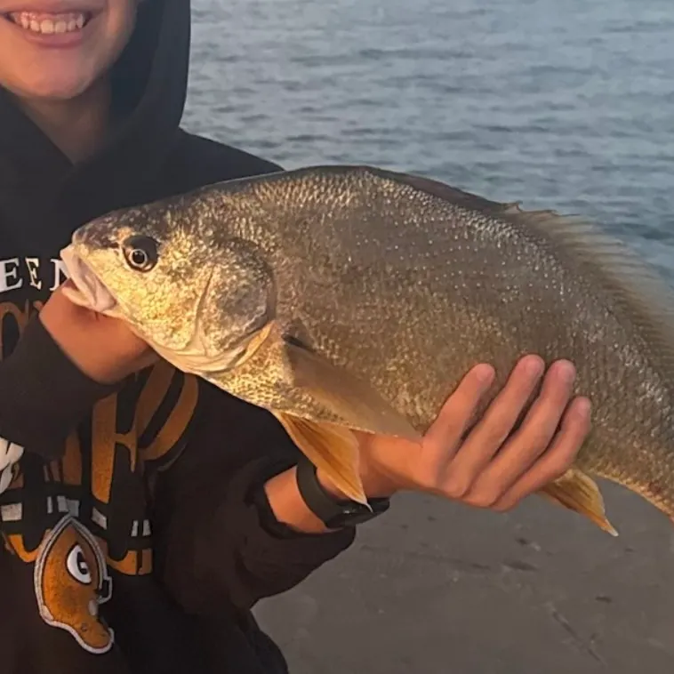 Sheepshead caught on Fishbrain