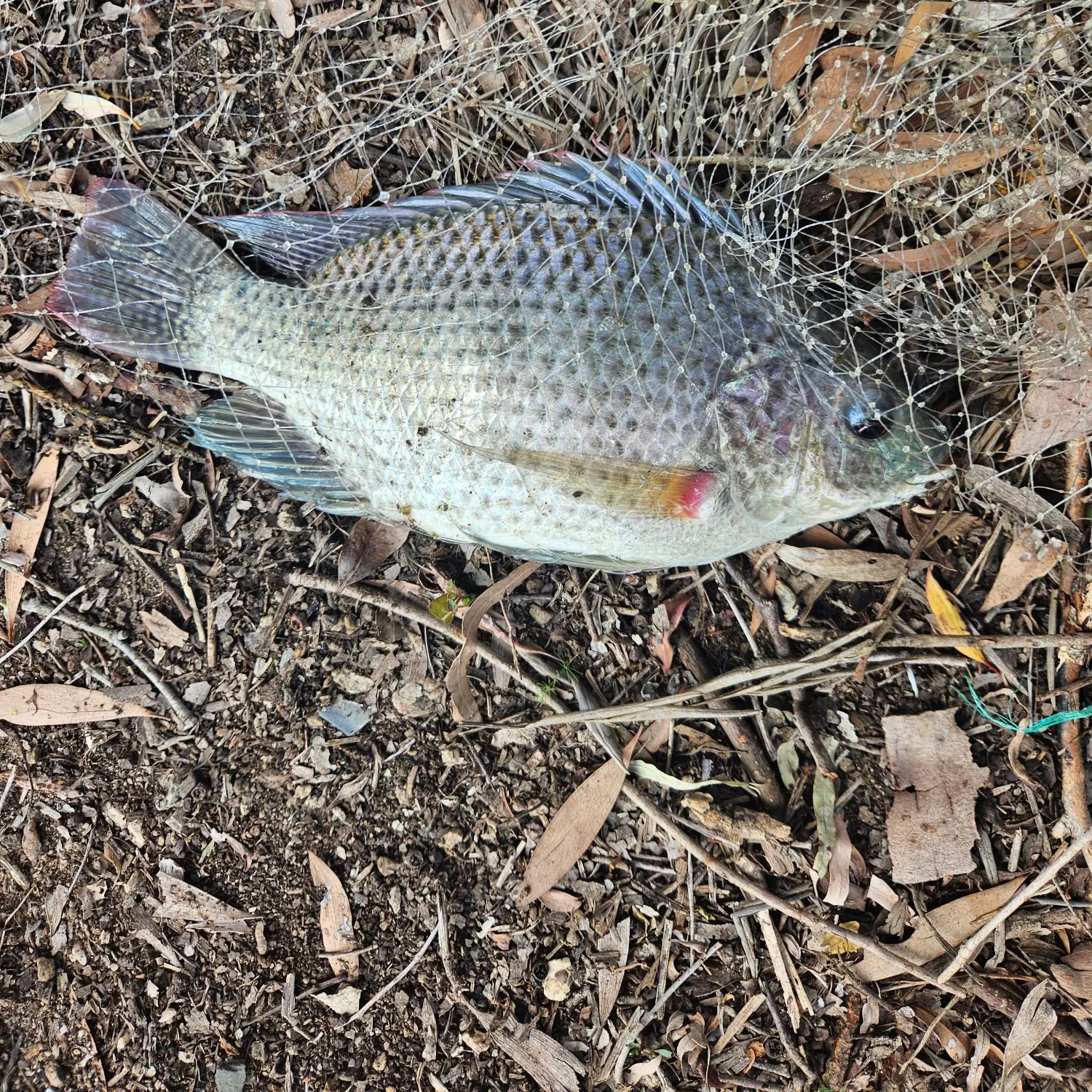 The most recent Nile tilapia catches on Fishbrain