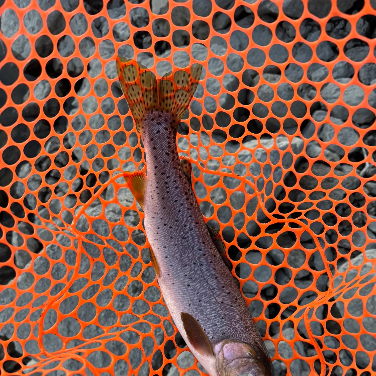 The most recent Cutthroat trout catches on Fishbrain