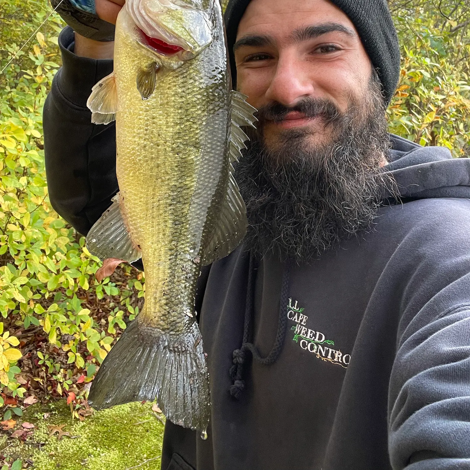 Largemouth bass caught on Fishbrain