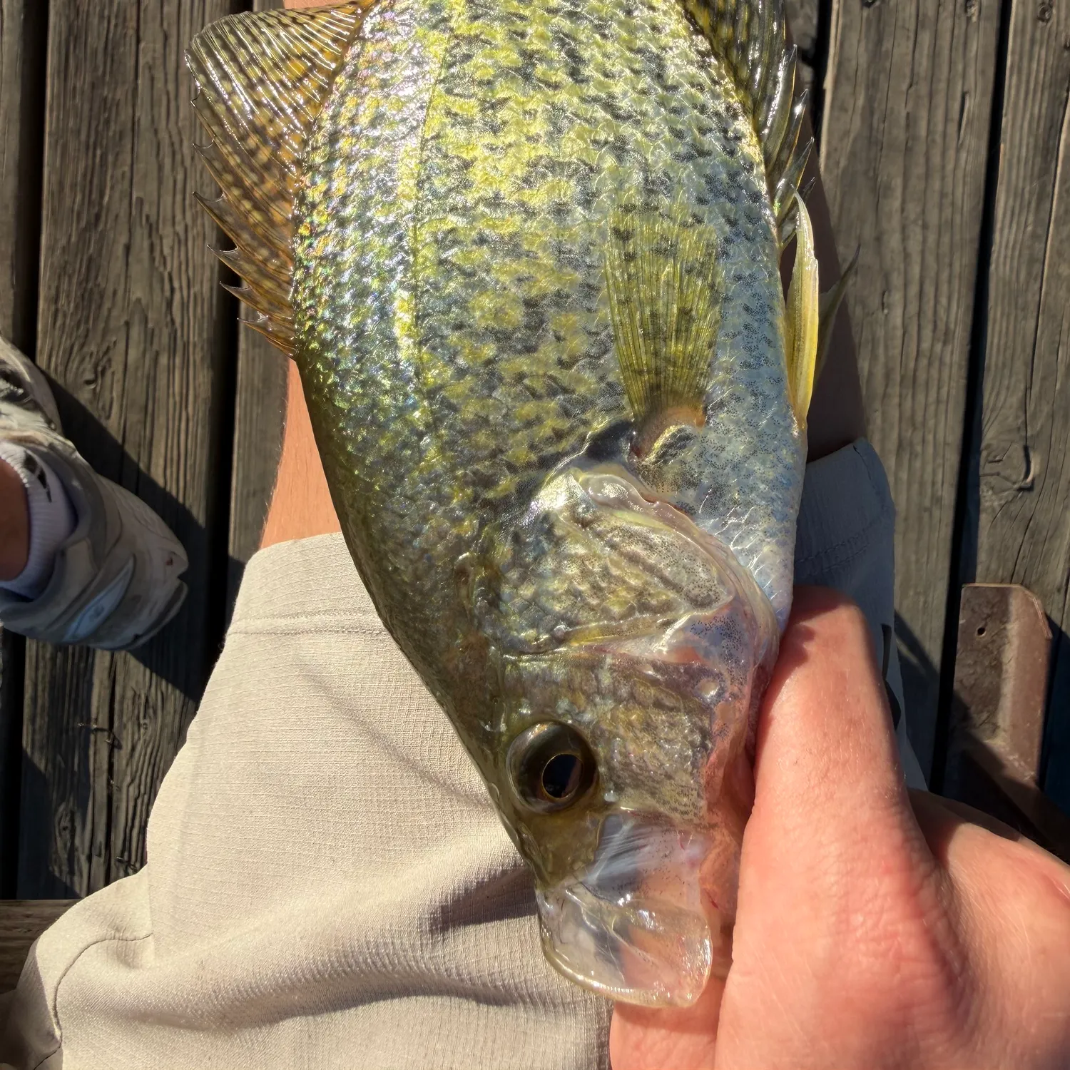 Black crappie caught on Fishbrain