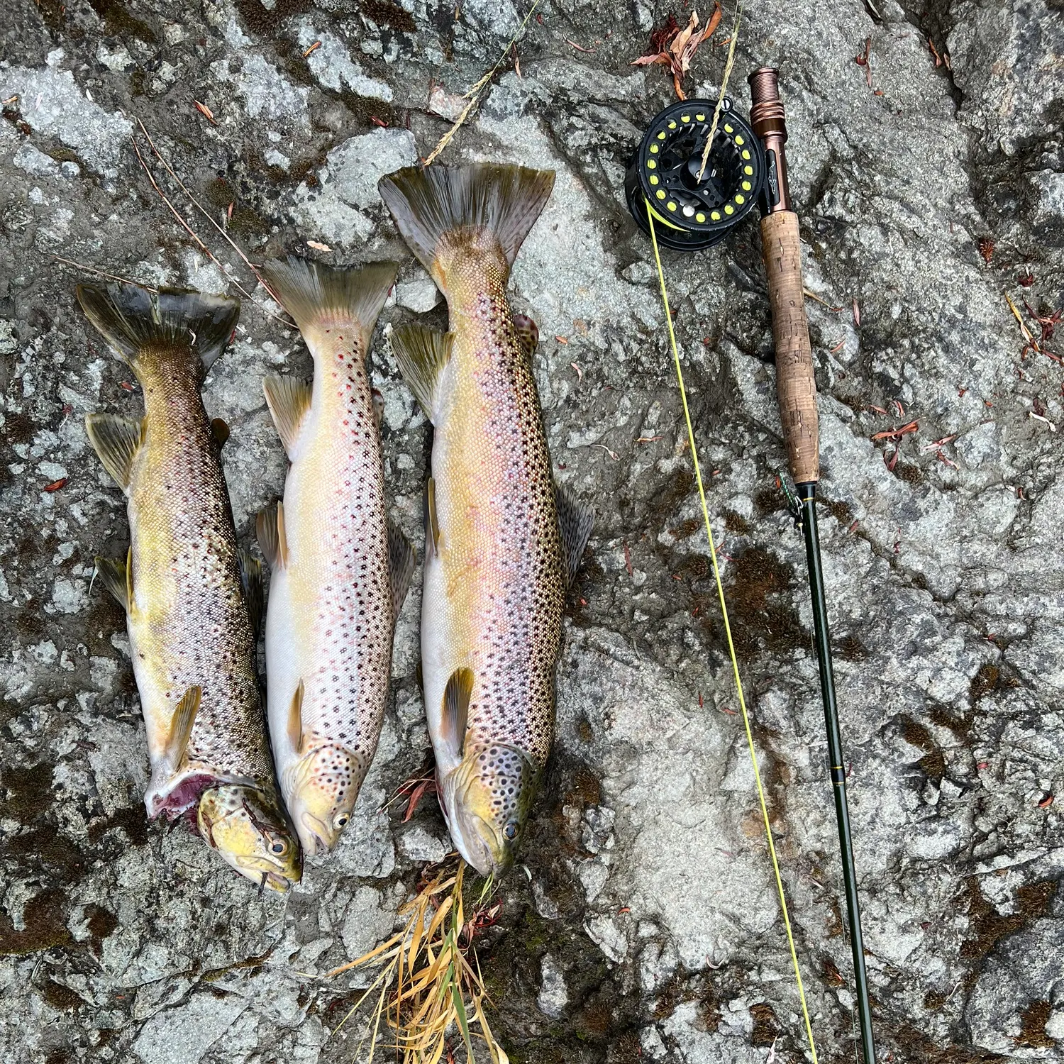 recently logged catches