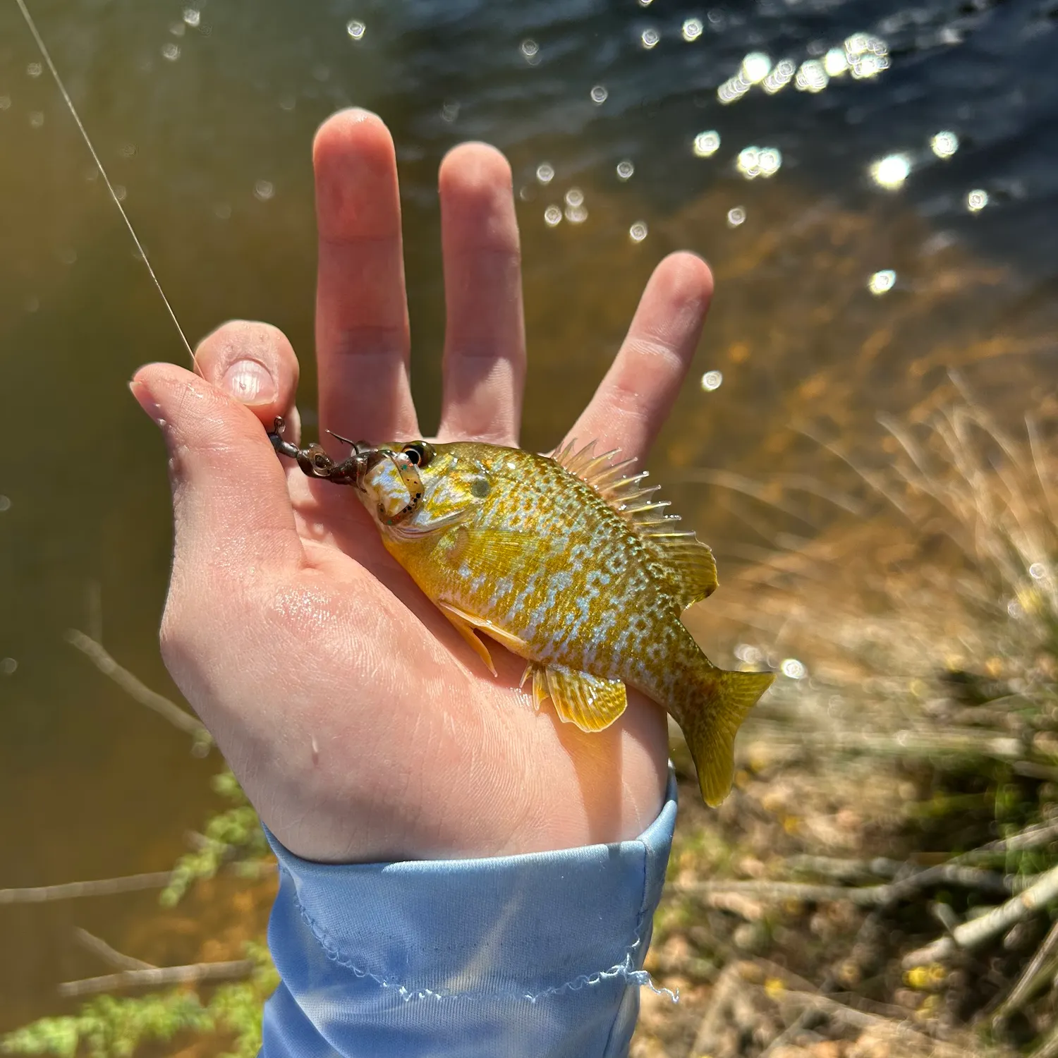 The most recent Pumpkinseed x green sunfish catches on Fishbrain