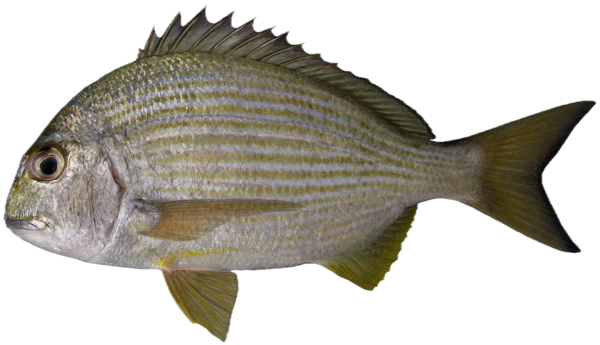 Goldlined seabream