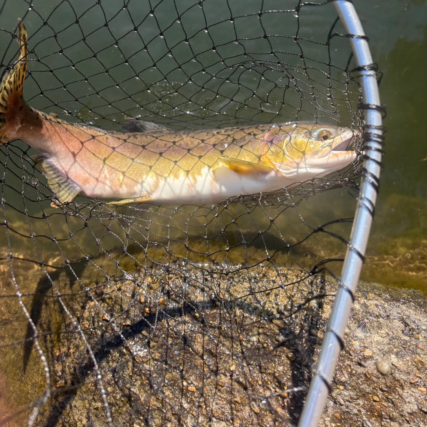 Pink salmon caught on Fishbrain