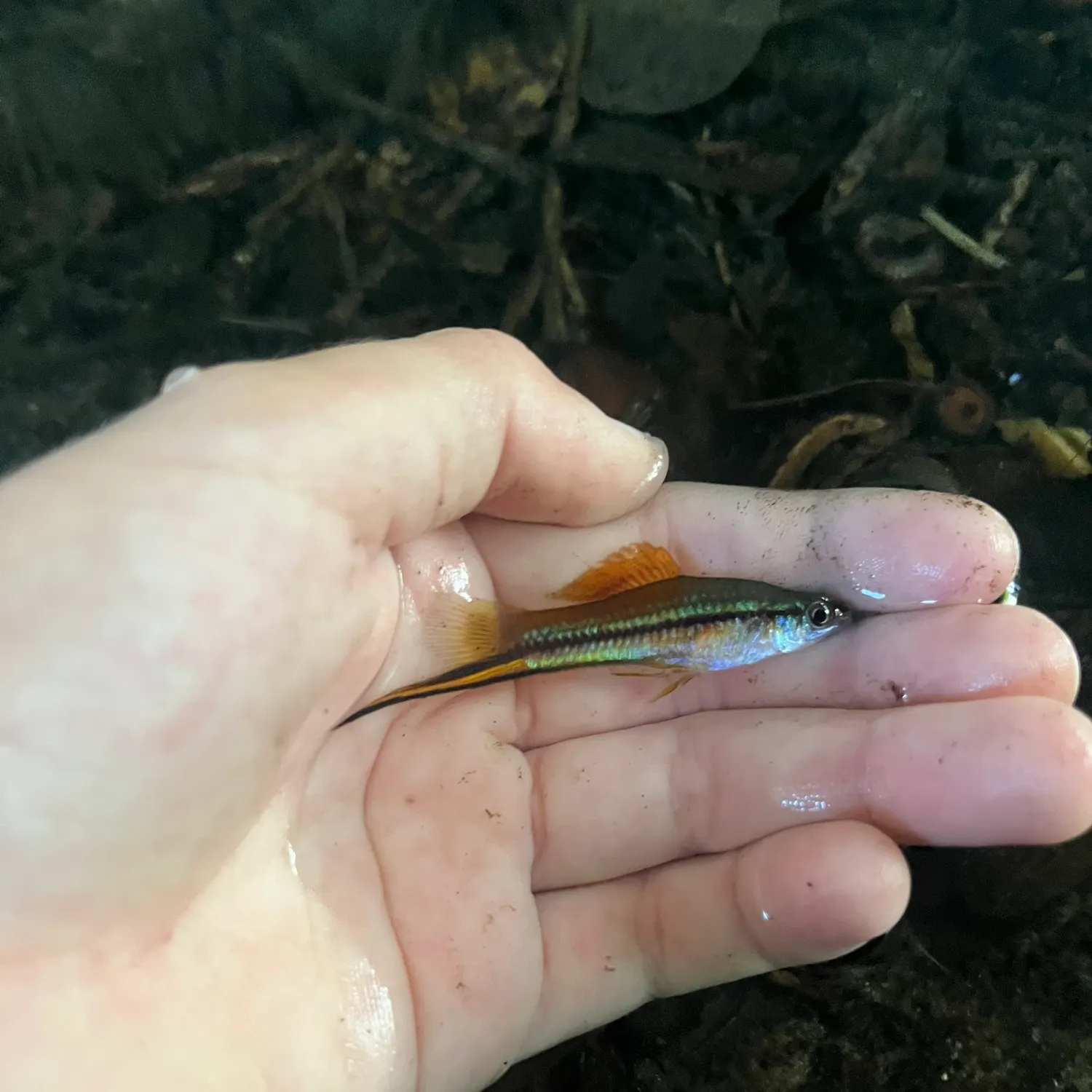 Green swordtail caught on Fishbrain