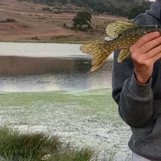 Northern pike caught on Fishbrain