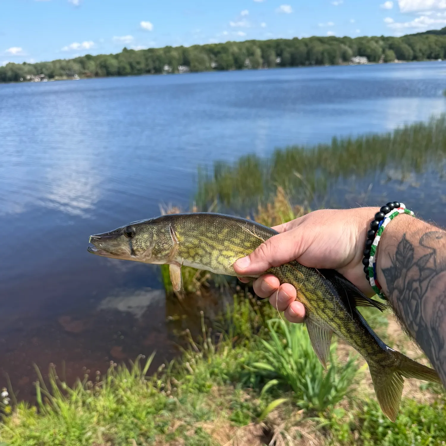 Chain pickerel caught on Fishbrain