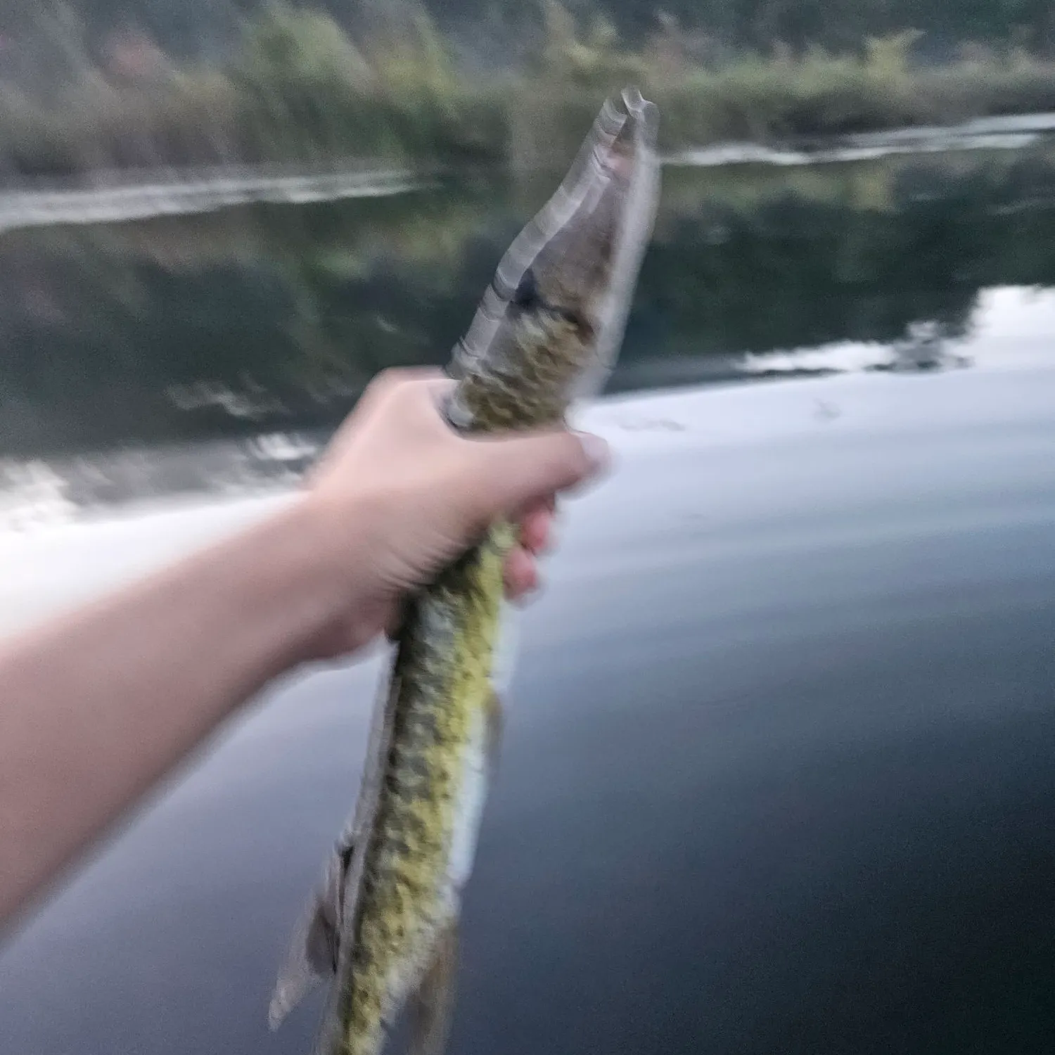Chain pickerel caught on Fishbrain